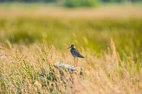 Rotschenkel auf einer Bank