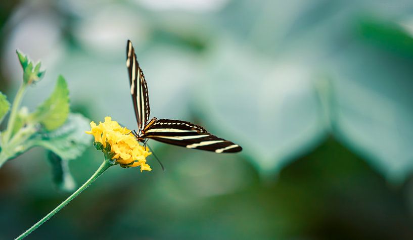 Butterfly on yellow flower by Shanna van Mens Fotografie