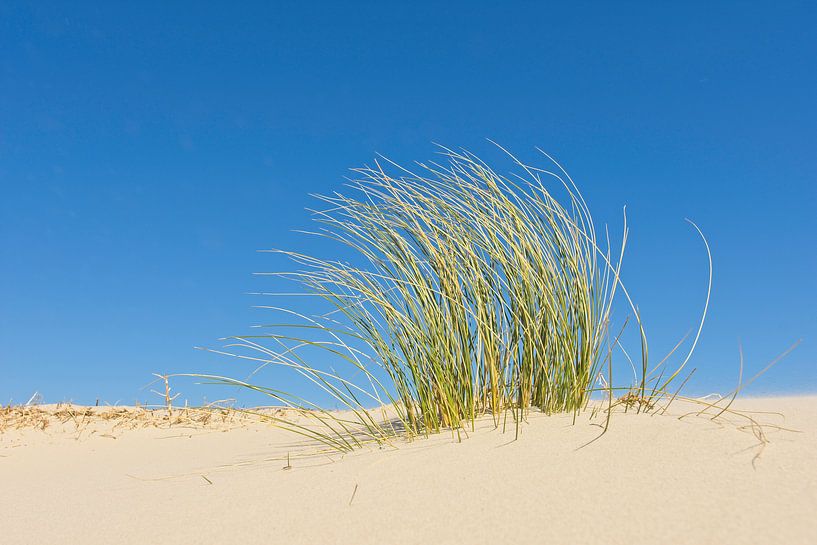 Helmgras van Albert Wester Terschelling Photography