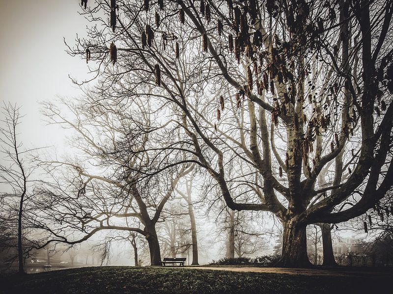 Plantsoen - park in Leiden by Dirk van Egmond