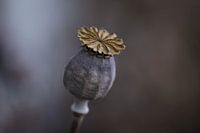 Poppy / Poppy [Poppy]