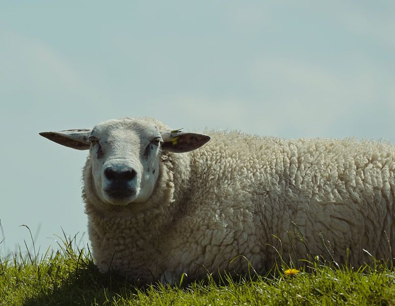 Nur ein Schaf von Hilde Remerie Fotografie und digitale Kunst