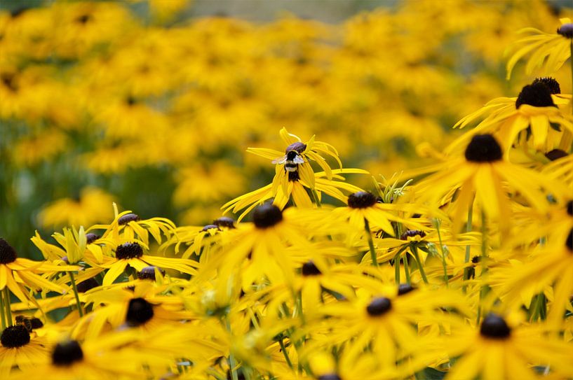 De Bloemetjes en de Bijtjes par DoDiLa Foto's
