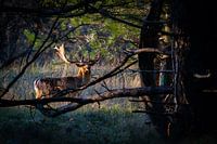 Cerfs dans les dunes