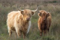 Les Highlanders écossais.