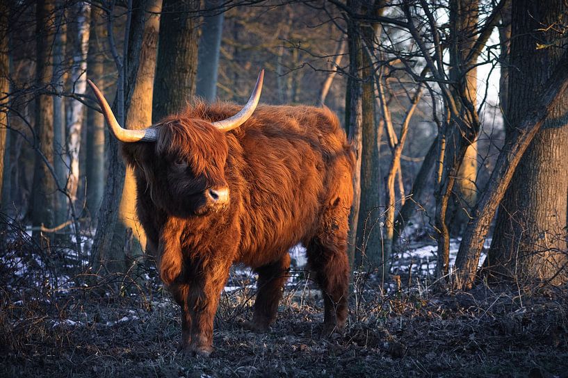 Schottischer Highlander im Morgenlicht von Thom Brouwer