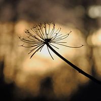 Warmer Sonnenuntergang