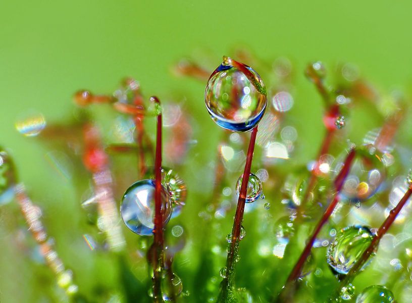 Fiesta del Agua (Water Festival with burdock) by Caroline Lichthart