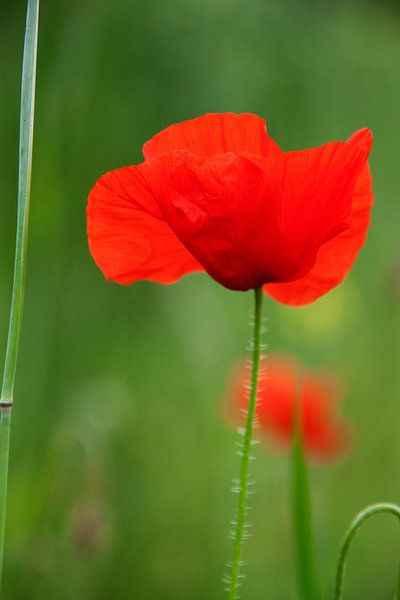 poppy by Nienke Stegeman