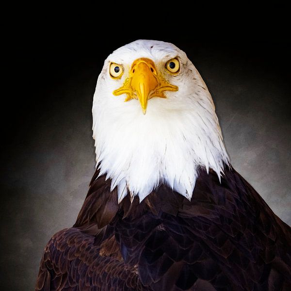 White headed sea eagle portrait by Andreas Müller