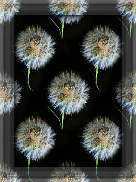 Paardenbloem pluizenbol by fb-fotografie