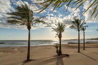 Palmen und Sonnenschein