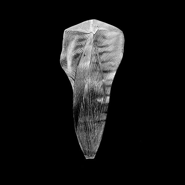 Feuille de tulipe par Vers Licht Fotografie