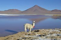 Bolivien, Lama