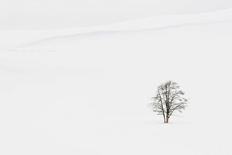 Einsamer Baum im Yellowstone-Nationalpark von Caroline Piek