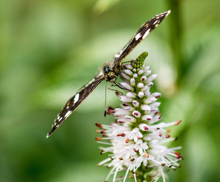 Landkaartje vlinder. by Robert Moeliker