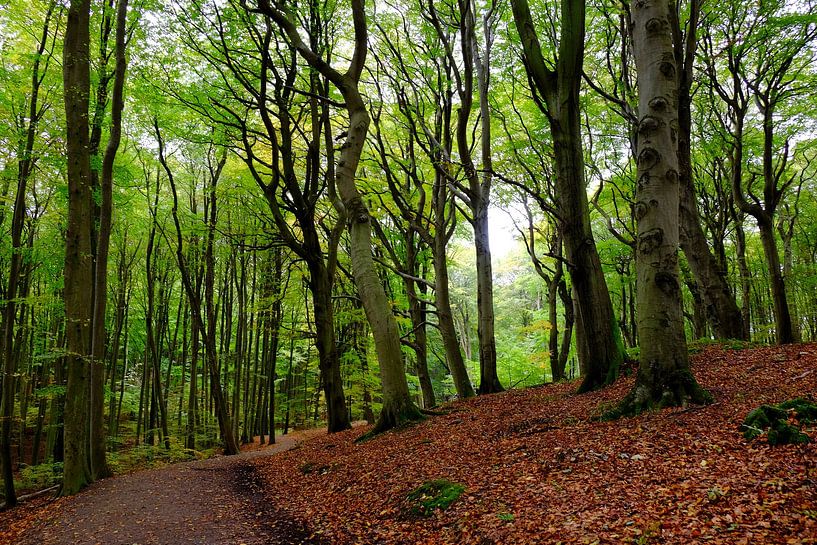 Maiwald par Ostsee Bilder
