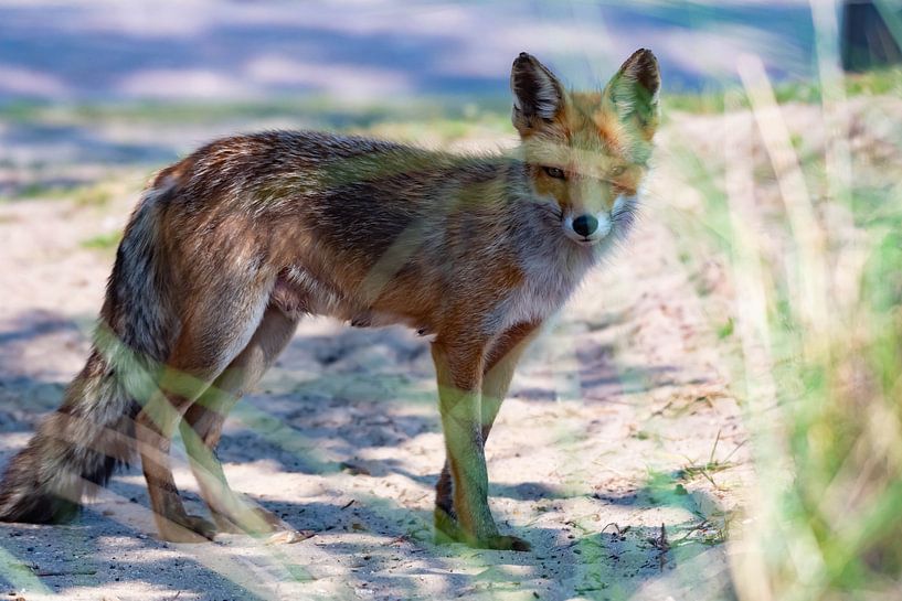 Le renard derrière l'herbe par Merijn Loch