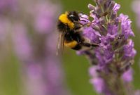 Hummel im Lavendel