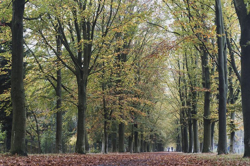 Buchenallee Herbst, Berlare, Belgien von Imladris Images