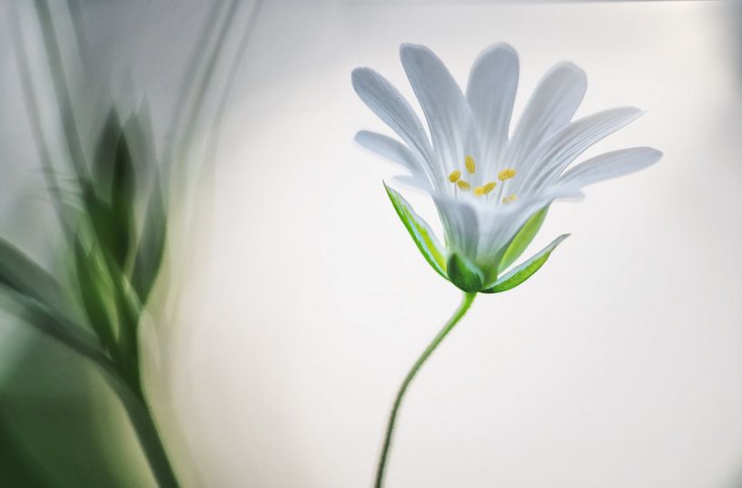 Great Wall 2 by Bart Hendrix