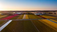 Bulb fields Noordwijkerhout