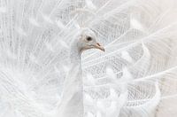 Der majestätische weiße Pfau