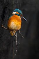Kingfisher - Subtle
