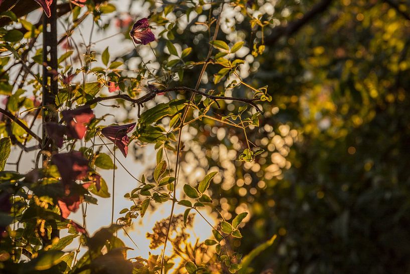 Abendsonne, Sommerliebe von met Jessica / Fotostudio Drachten