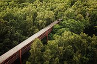 Wandertunnel im Wald