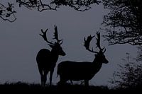 Damherten in Silhouet