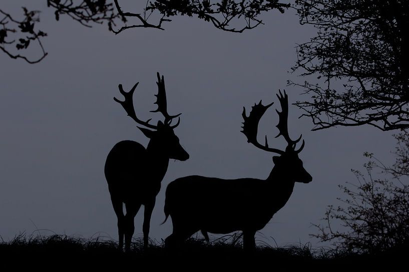 Damherten in Silhouet par Dick Vermeij