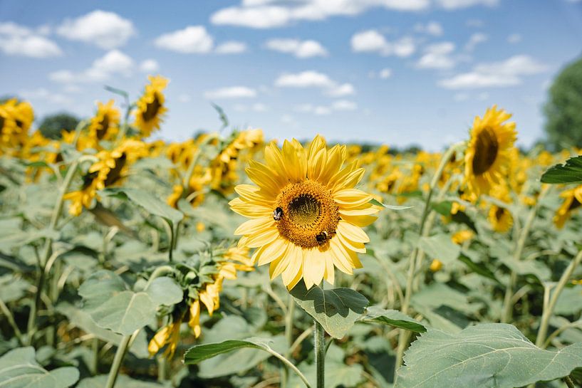 Sonnenblumen von Sander van der Veen