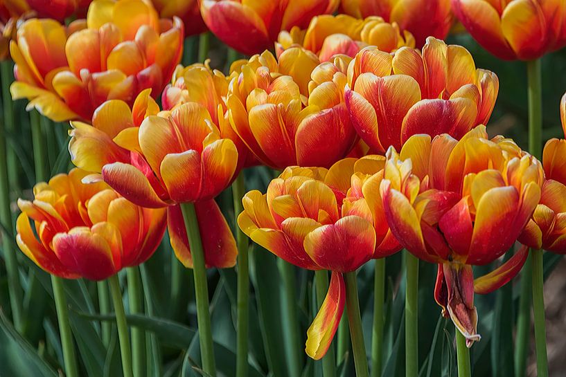 TULP FIELD by Christian Schmidt