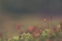 Klein Mos in een donker bos. 