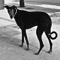 Elegante, schwarze Windhund-Lady in der Bucht von Cádiz