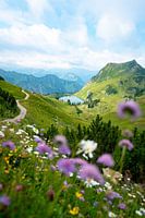 Flowery view of the Seealpsee in the Allgäu Alps