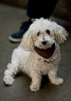 Hündchen in Brooklyn, NYC