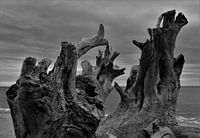 Baumstumpf am Strand von Ghisonaccia