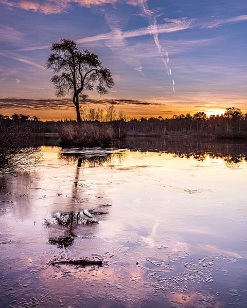 Sonnenaufgang Oisterwijk Wälder und Moore von Goos den Biesen
