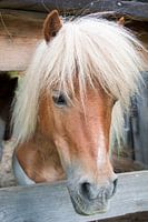 Wunderbarer Haflinger in den Bergen von Tirol, Österreich.