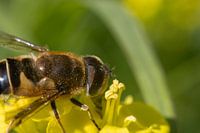 Triangle d'hoverfly englouti par le pollen