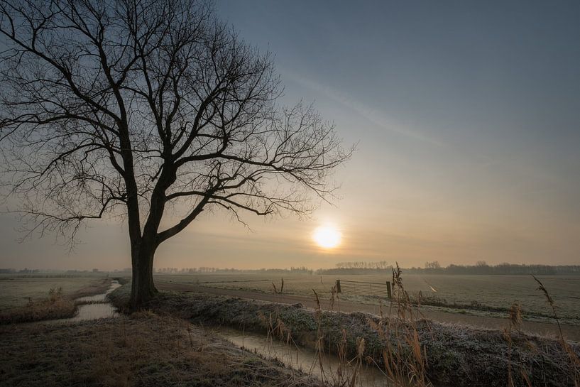 Arbre dans le paysage par Moetwil en van Dijk - Fotografie