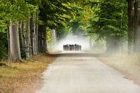 Rundfahrt um den Achterhoek - Holland Cup