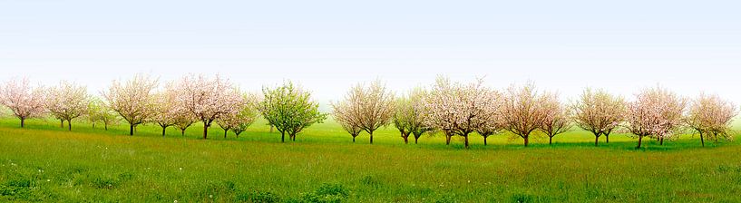 Verger à fleurs par Leopold Brix