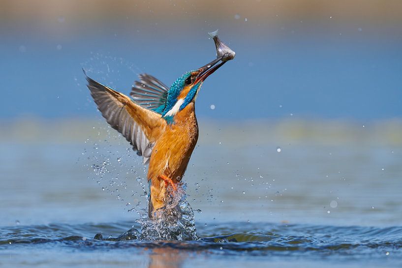 Eisvogel - Im Handumdrehen von Eisvogel.land - Corné van Oosterhout