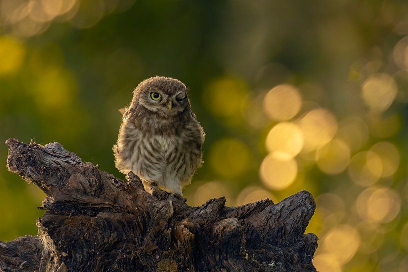 Steenuil met een knipoog by Ina Hendriks-Schaafsma