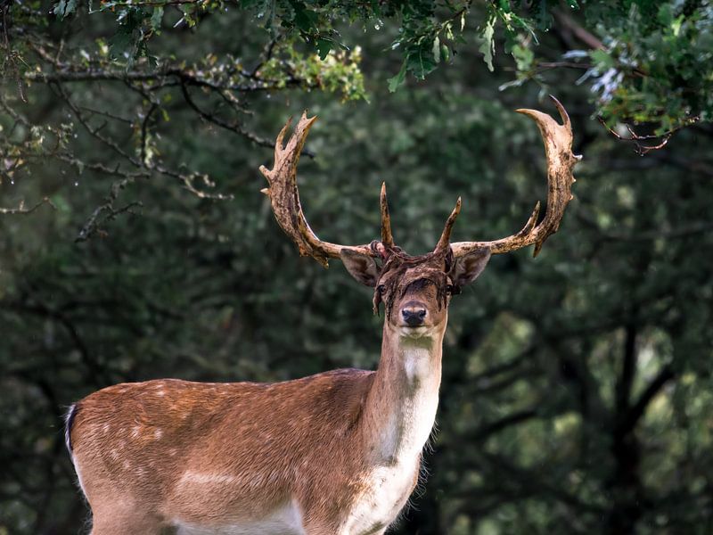 Deer with large antlers in the Dunes - fallow deer by Jolanda Aalbers