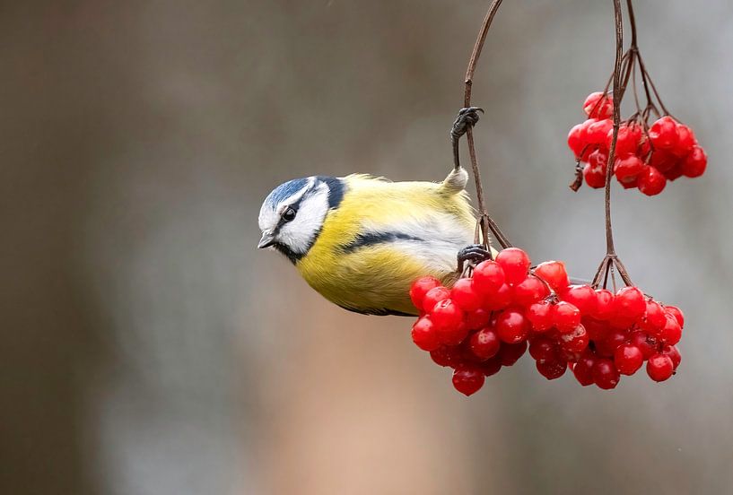 Blue Tit (Cyanistes caeruleus) hanging at branch with red berries by AGAMI Photo Agency