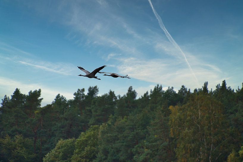 Cranes fly over a forest by Martin Köbsch